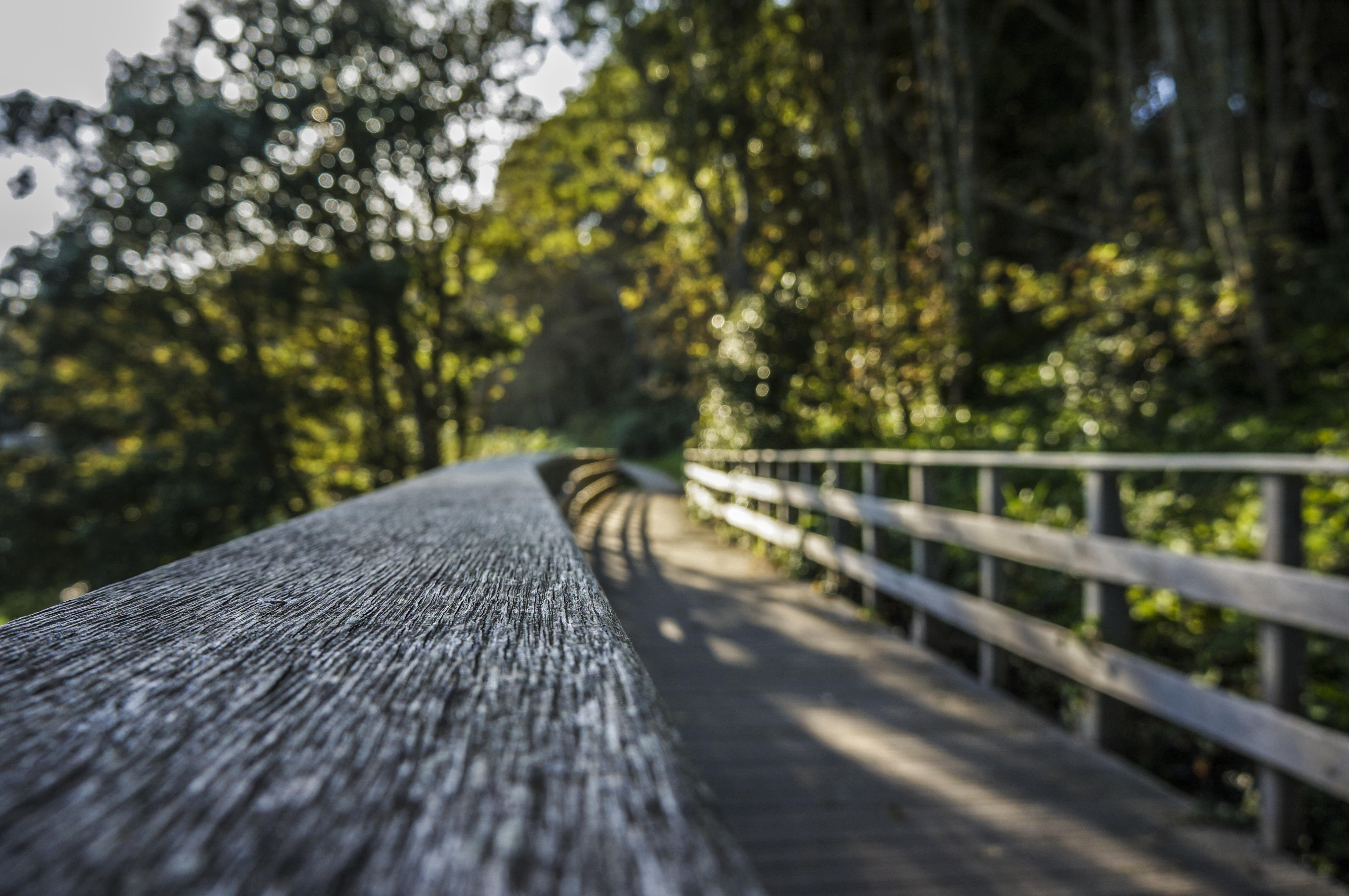 Wooden Bridge In Woods